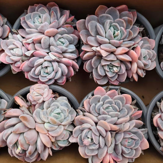 25745 スノー　ウーマン