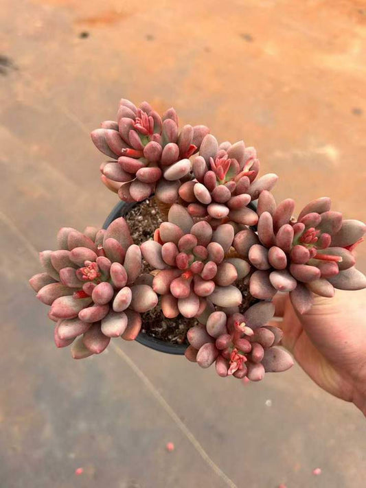 T26426 ジェム　ビューティー