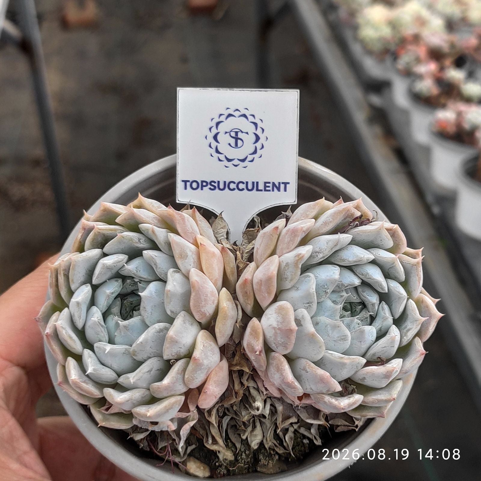 商品一覧 – Top Succulent®