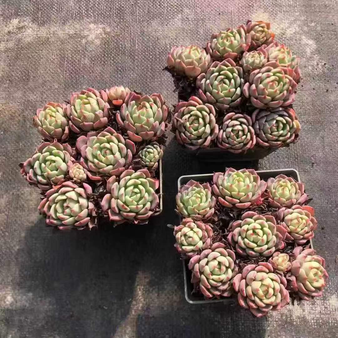 264793 七福美尼