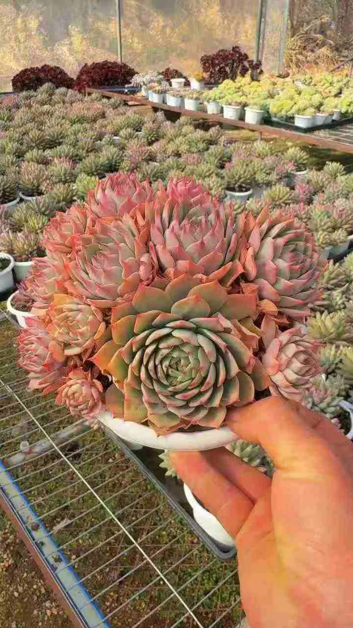 26558 リンドシアナー