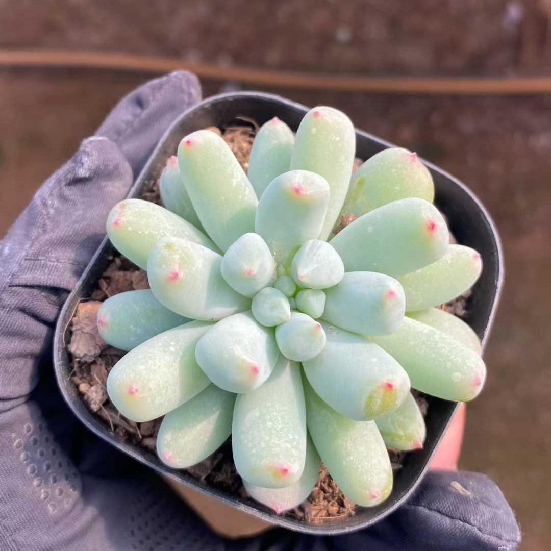 26299 ミスティックフロスト