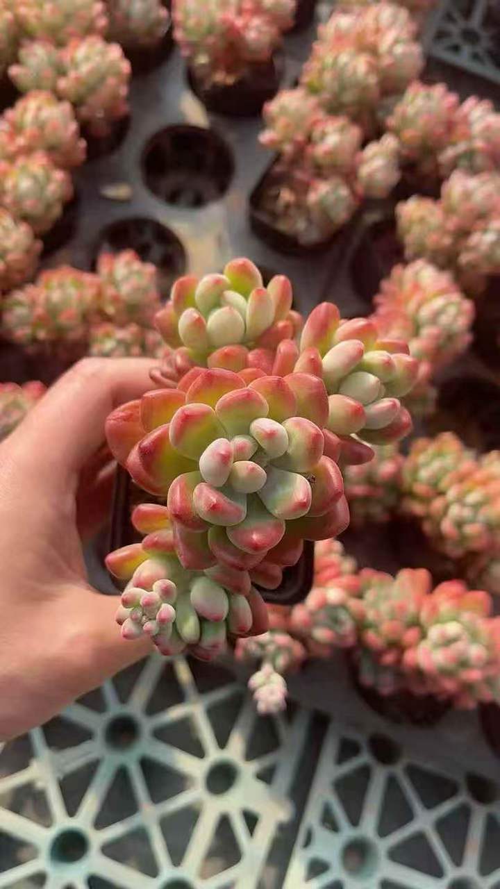 263201 トム　キャット