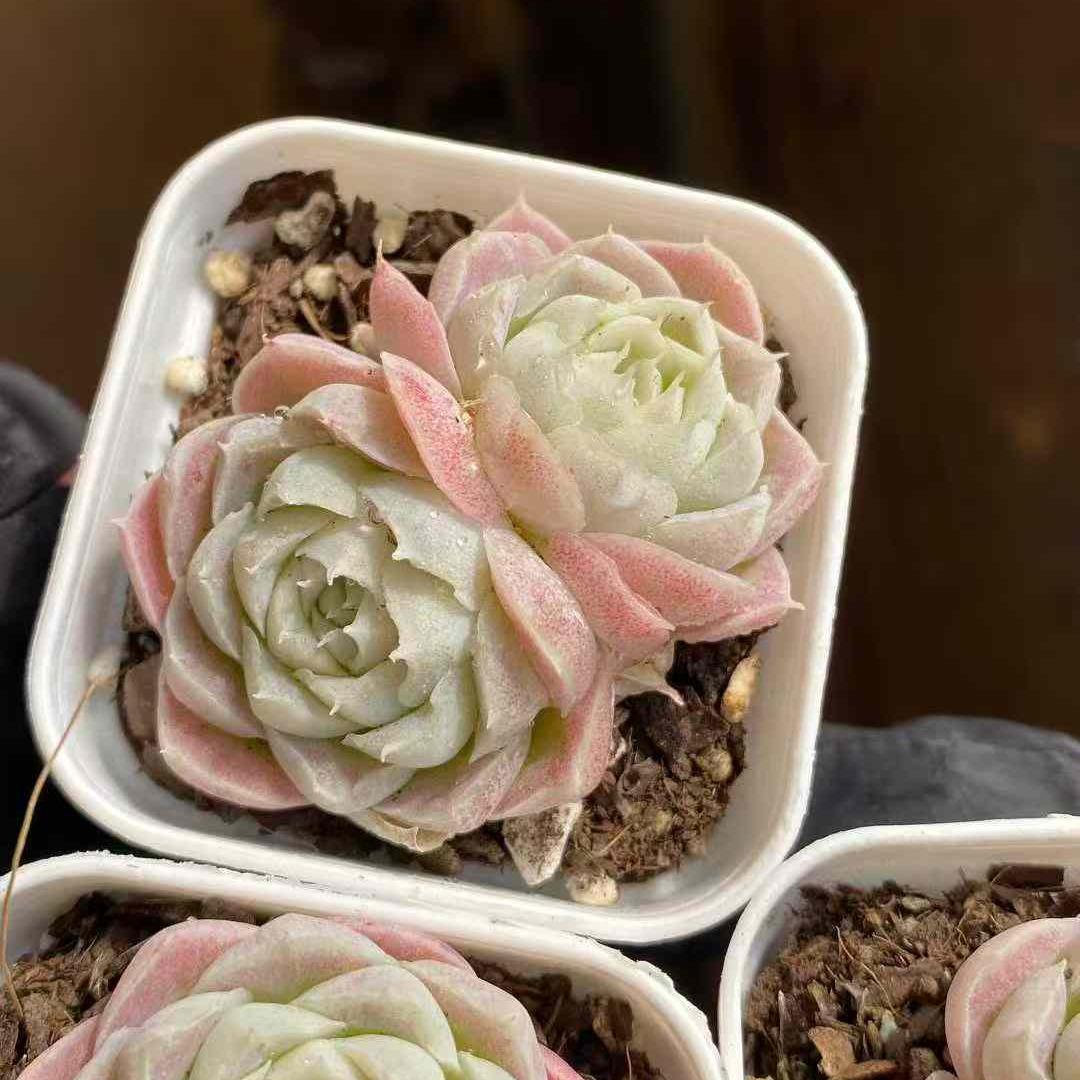 360017 ペアボルテックス