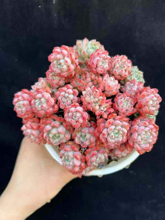 T26513 キュートバブル