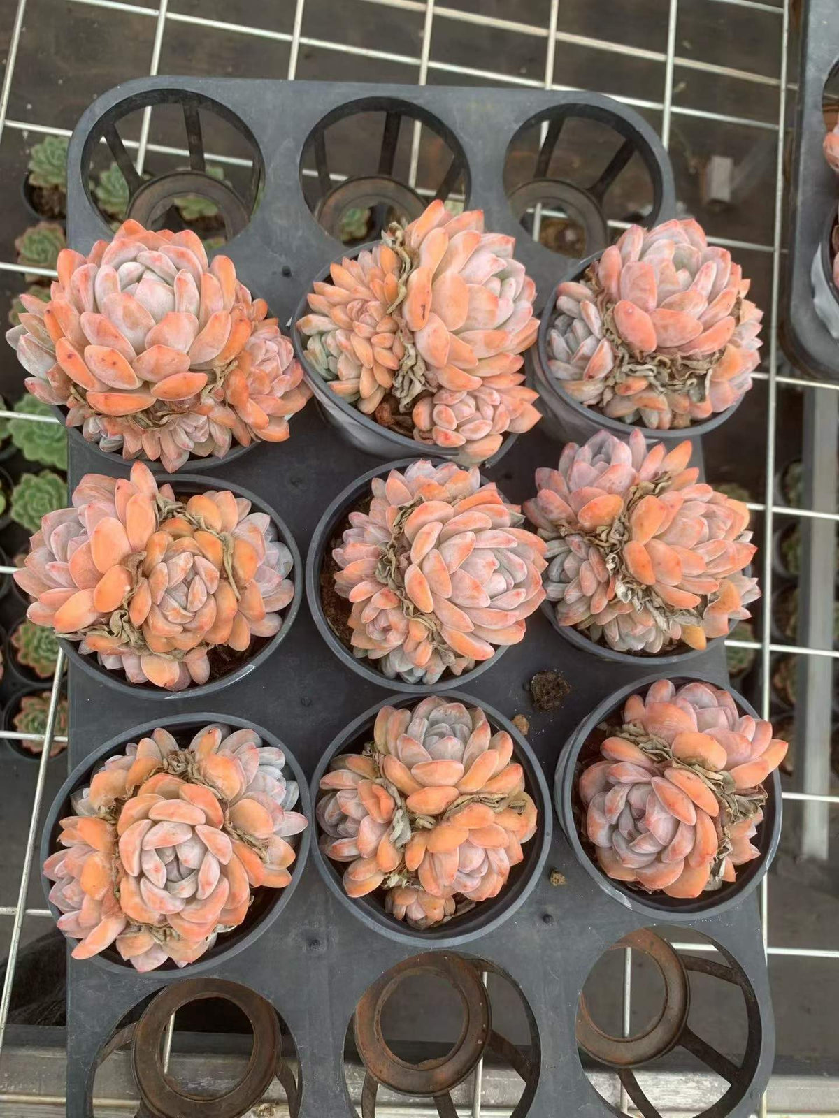 112864 オレンジモンロー