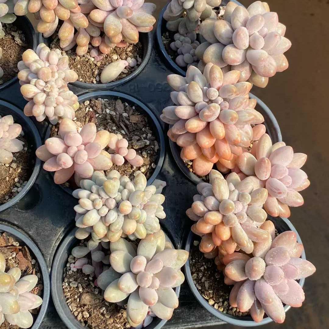 360014 ピンクラバー綴化