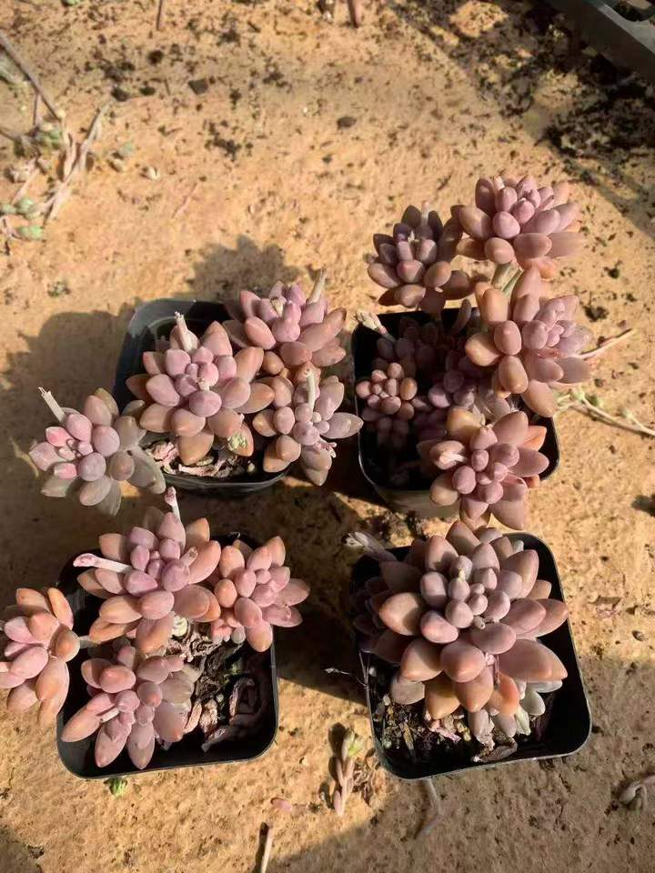 26544 ビューティーフィンガー