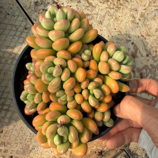361988 ゴールデン グレープ