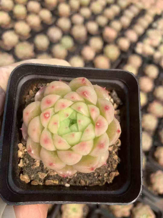 265165 アイディム