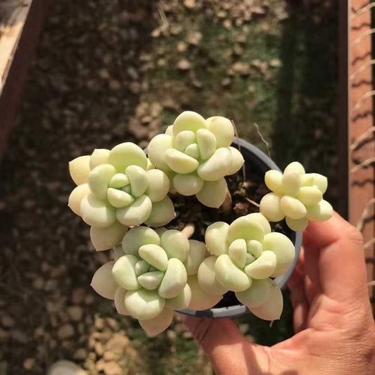 T26470 バブルガム