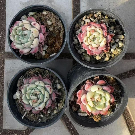 HH131 沙羅姫牡丹（5cm pot）