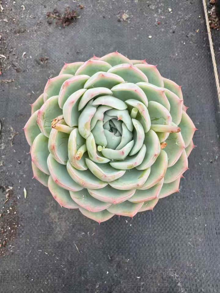 262631 ピンククリスタルローズ