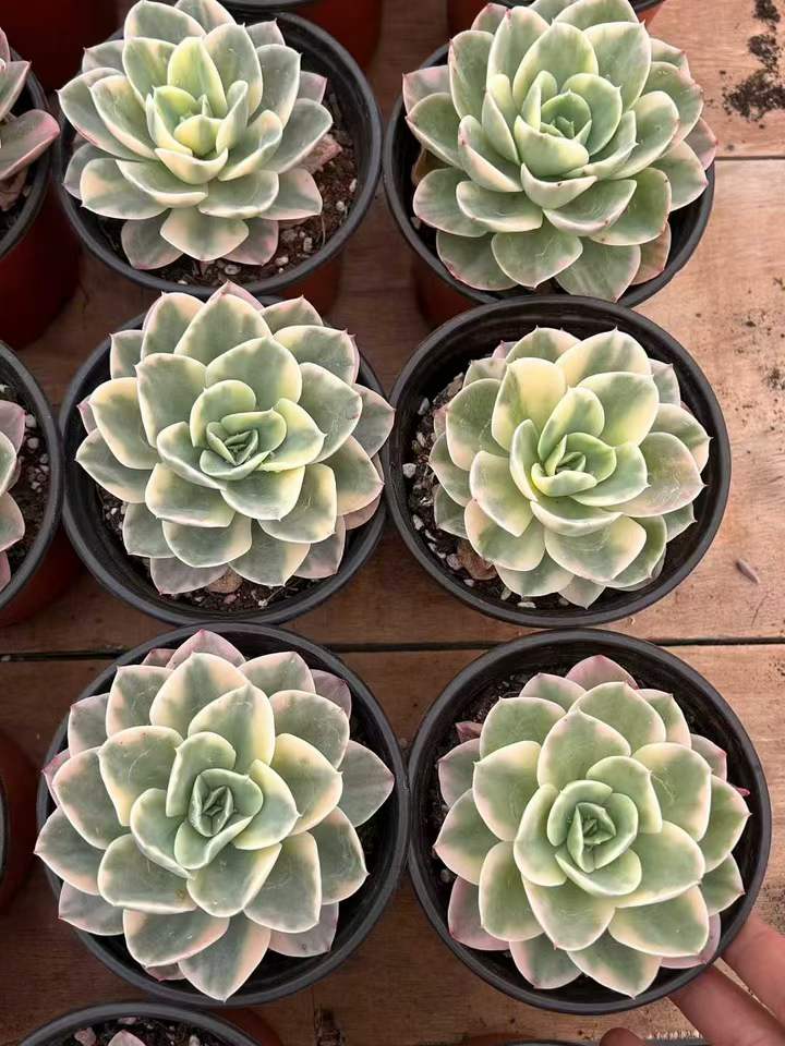 T26403 スター　ターナー錦