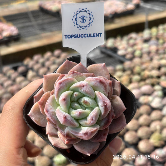 361485 ダスキー オーラ