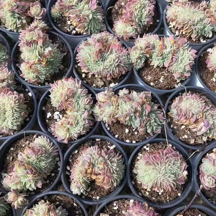 T26466 マクドガリー綴化