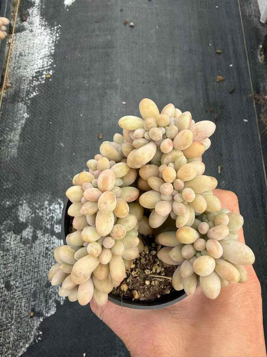 26528 オレンジスノーボール綴化