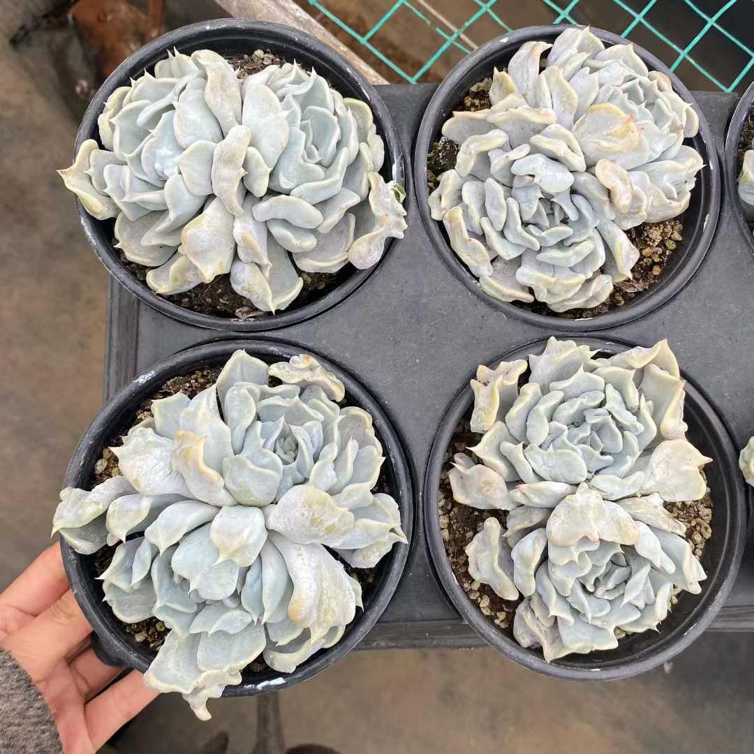 360010 スリリング　パール