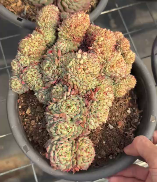 360696 ホワイトファット 綴化