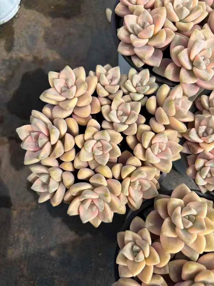 263311 ティテュバンス錦