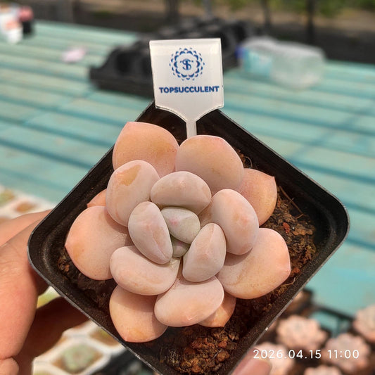 361546 フレーベル×モンロー