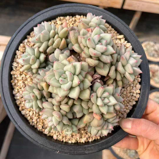 360034 アイボリー