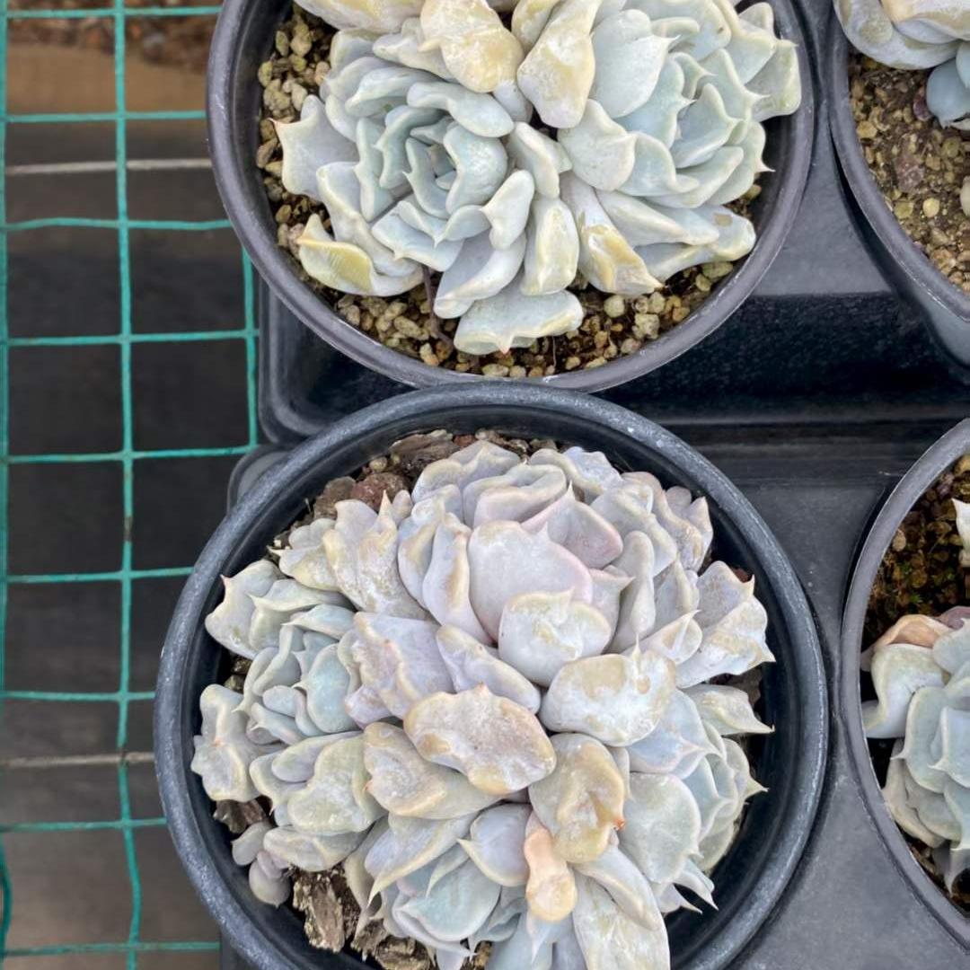 360011 スリリング　パール