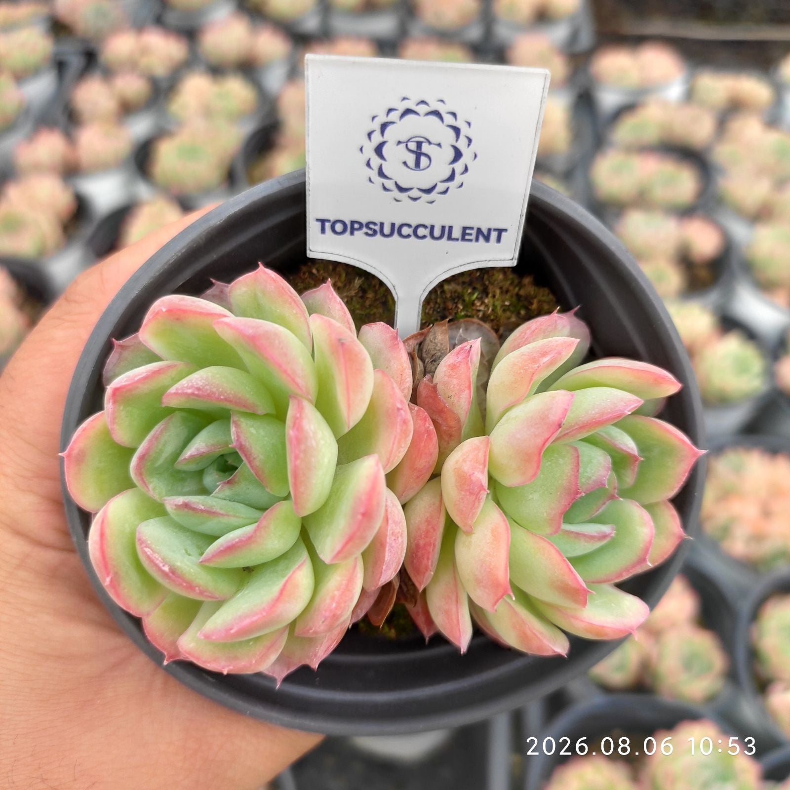 商品一覧 – Top Succulent®