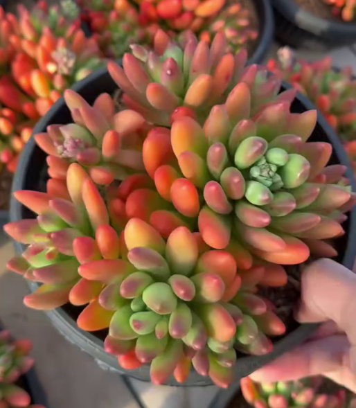 26527 フレグラントマンゴー