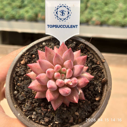 361587 ゴールドフィッシュ