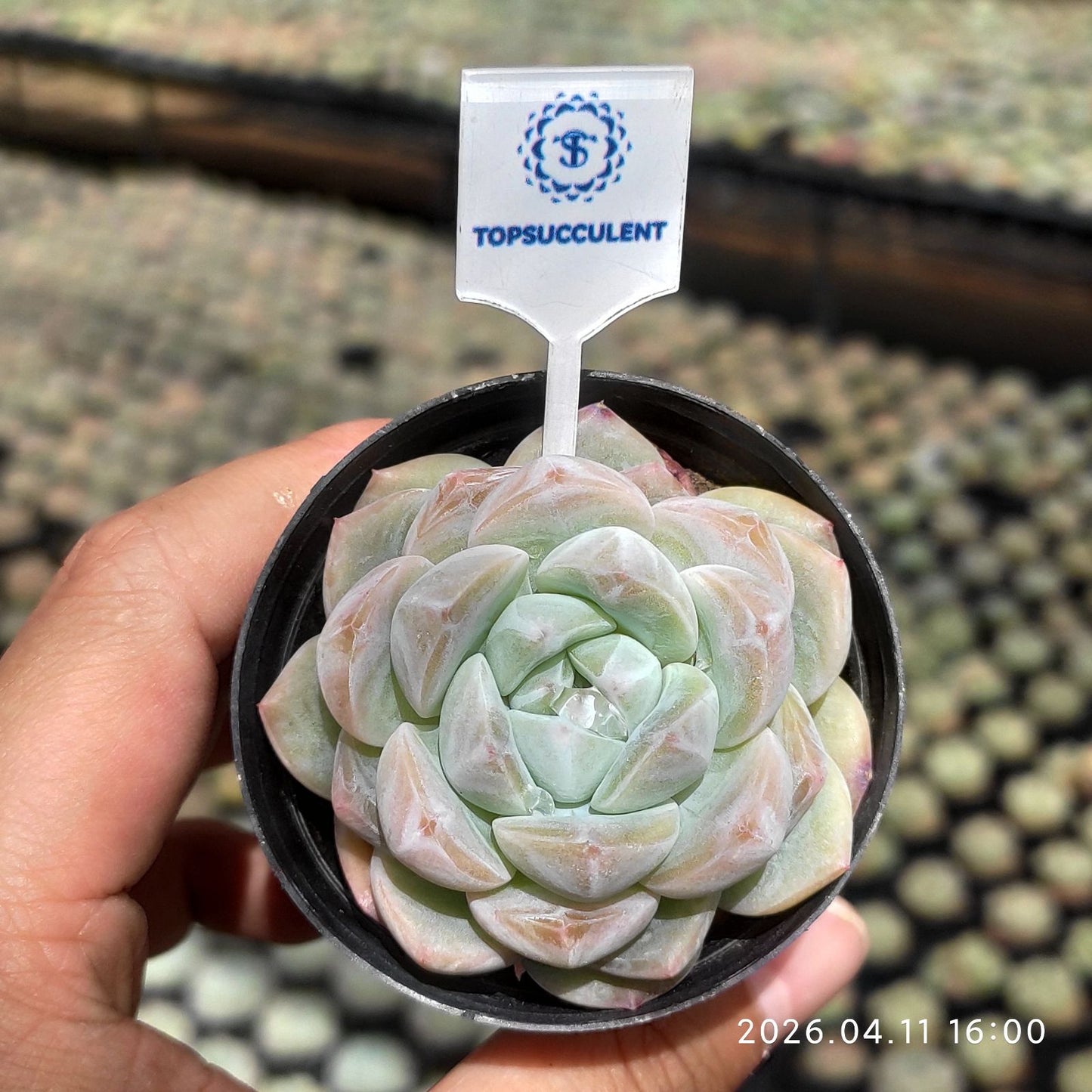 361506 フロスト ティー