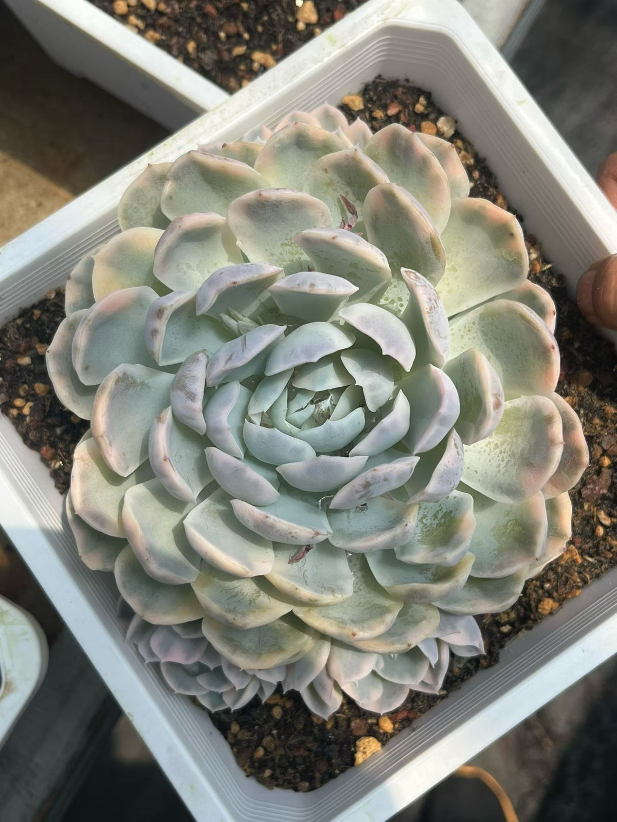 265819 スノーボール 錦 – Top Succulent®