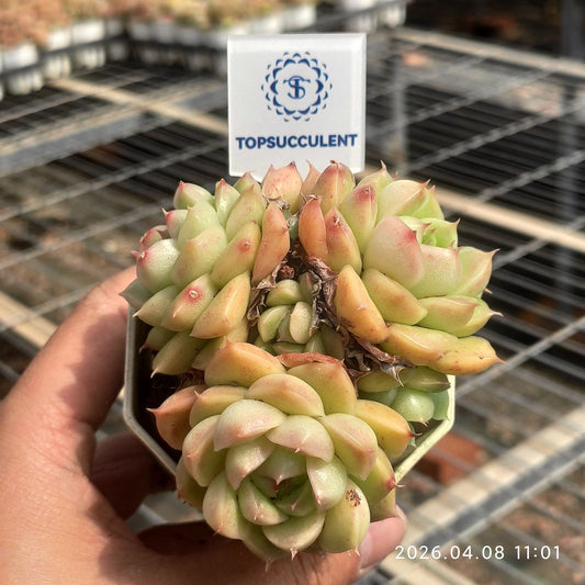 361324 ビッグ フェイス