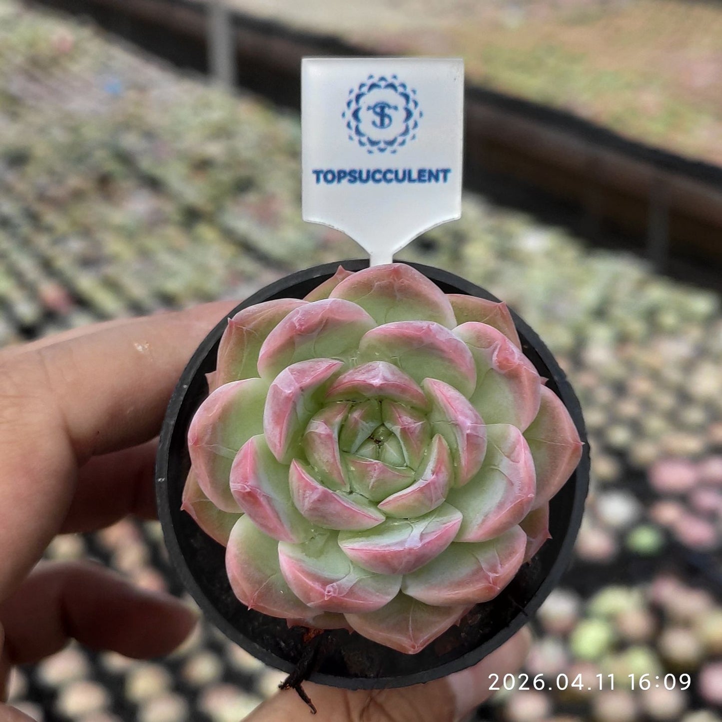 361513 カラー ラバー