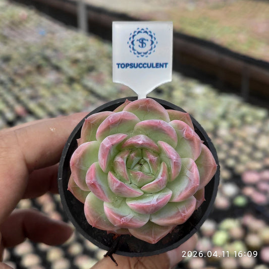 361513 カラー ラバー