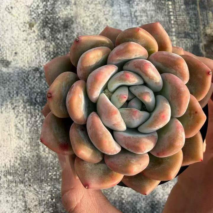 263371 モンロー x オパリナ