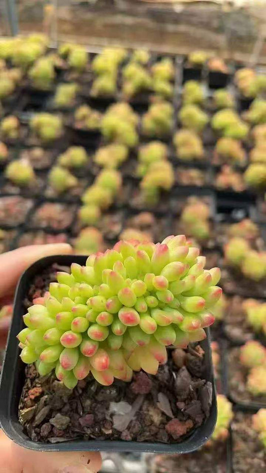 262991 アリス　エブンズ綴化