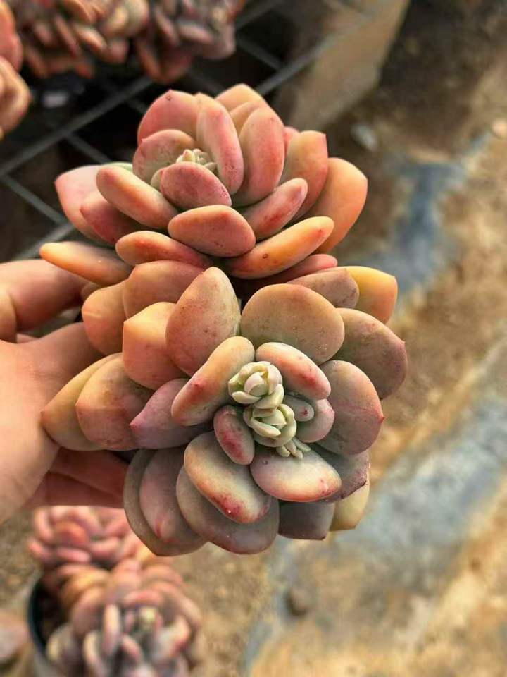 263981 ナイトギャラクシー錦