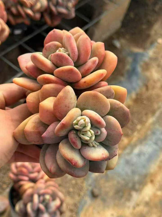 263981 ナイトギャラクシー錦