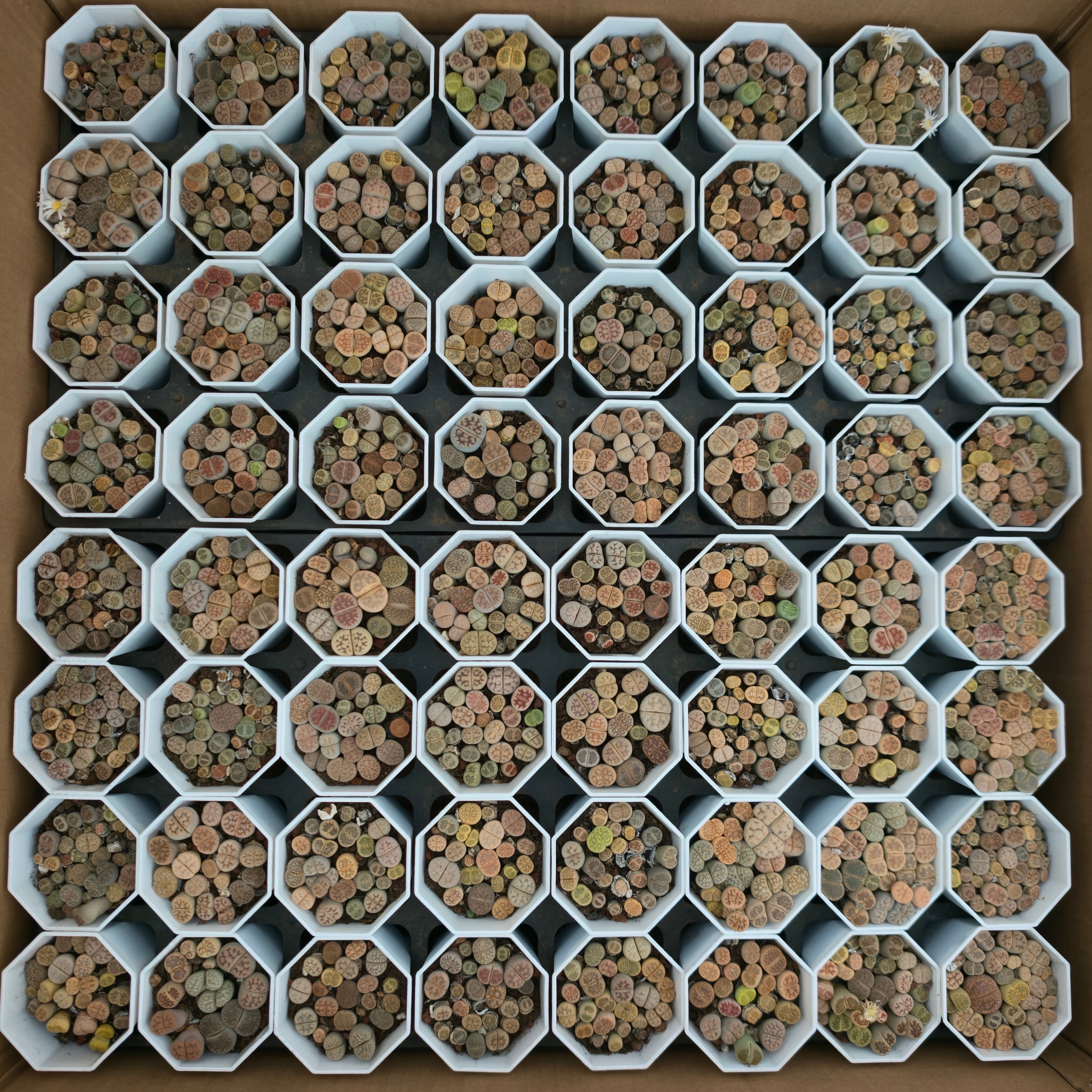 リトープス – Top Succulent®